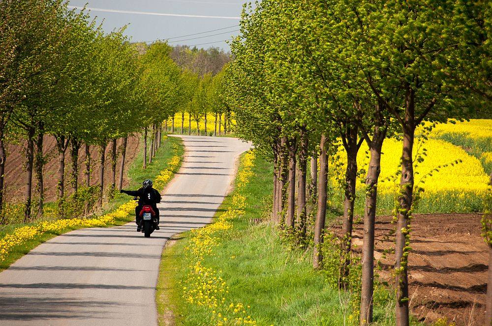 Motorrad mit Fahrer und Sozius fahren auf einer Landstraße durch eine Baumallee. Auf den umliegenden Feldern  blüht gelb der Raps.Motorrad mit Fahrer und Sozius fahren auf einer Landstraße durch eine Baumallee. Auf den umliegenden Feldern  blüht gelb der Raps.