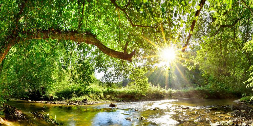 Bach mit Bäumen im Sonnenlicht ©Adobe Stock