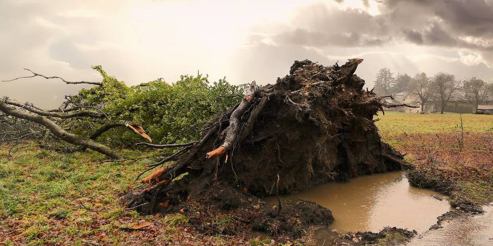 Ein umgestürzter, entwurzelter Baum ©Pixabay