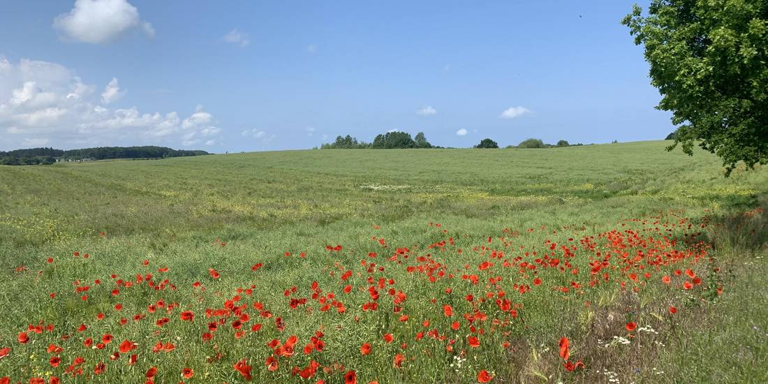 Feld mit rotem Klatschmohn © Landkreis Rostock / Carolin Lindemann