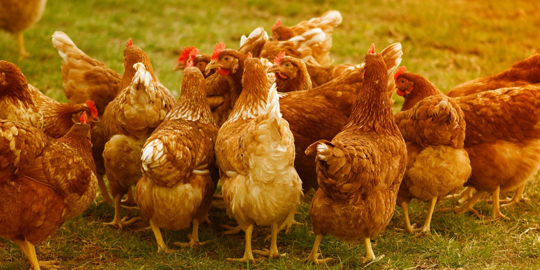 Mehrere Hühner im grünen Gras © Pixabay