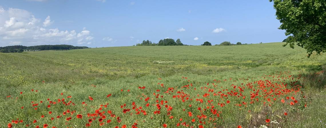 Feld mit rotem Klatschmohn ©Landkreis Rostock