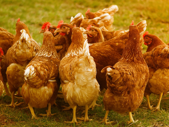 Mehrere Hühner im grünen Gras