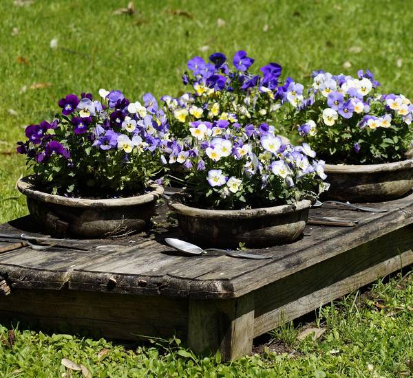 Interkulturelles Gartenfest am 29.05.2026 von 14 bis 17 Uhr im Vielfaltergarten Güstrow