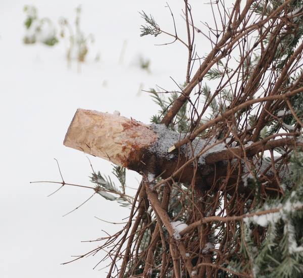 Ausrangierter Weihnachtsbaum im Schnee